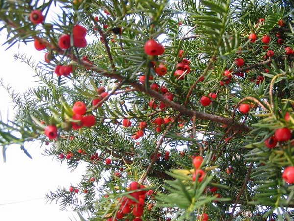 红豆杉的产地有哪些?