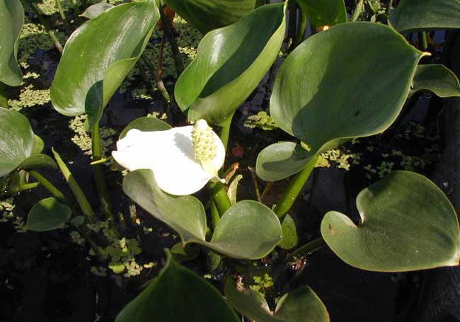 常见的水培植物有哪些?