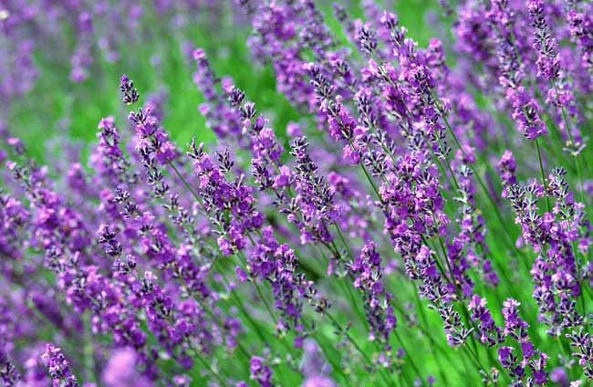 薰衣草什么时候开花?
