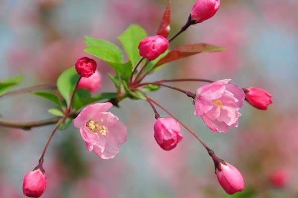 海棠花的种类有哪些？