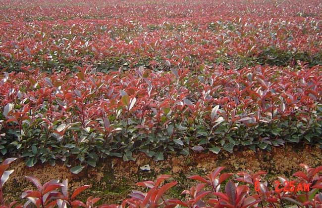 红叶石楠怎么繁殖?