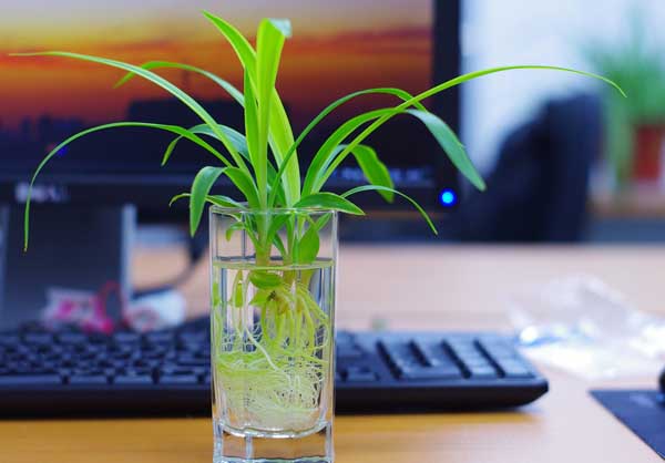 吊兰可以水养吗?