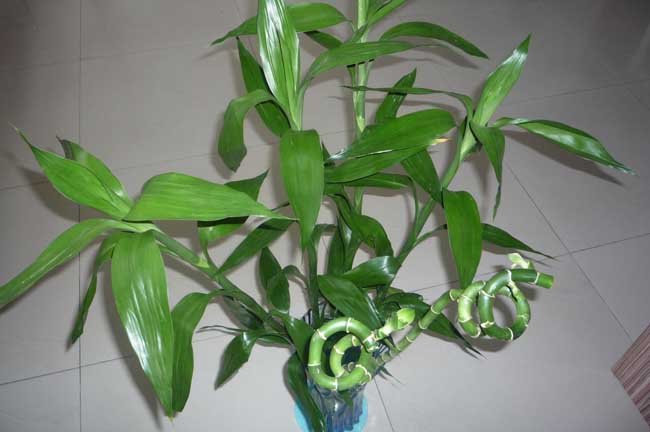 土养富贵竹发黄怎么办?