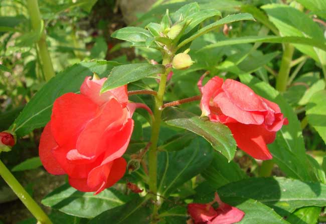 凤仙花的作用有哪些?