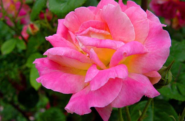 月季花品种主要有哪些?