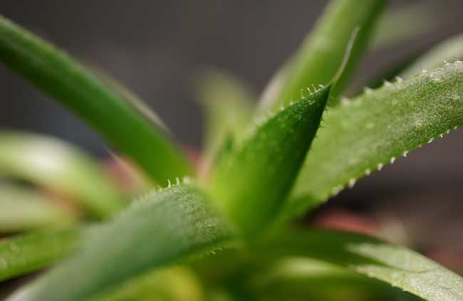 芦荟的美容作用有哪些?