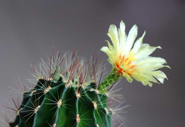 仙人球的花语是什么?