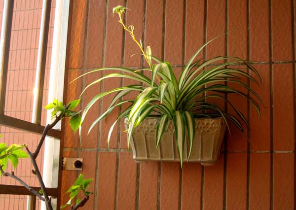 常见的吊兰的种类有哪些?