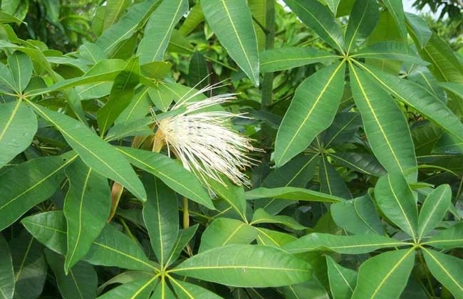 如何才能养好发财树?