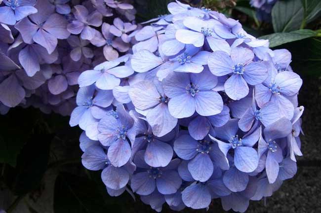 绣球花的花语是什么?