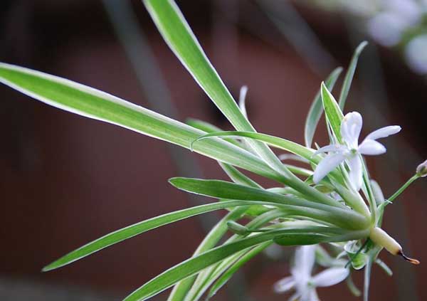 吊兰叶子发黄怎么办?