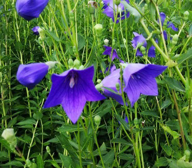 提高桔梗种子产量措施