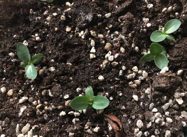 桔梗种子的萌发习性