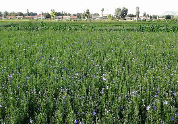 怎么样的温度适宜种植桔梗？