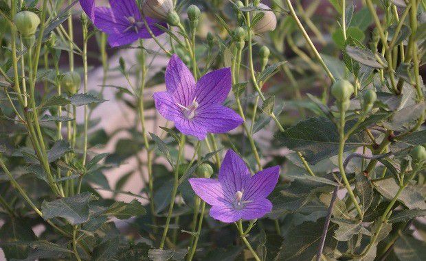 桔梗的授粉习性