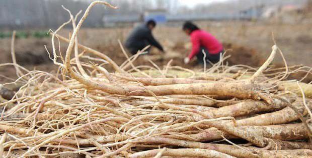 桔梗的加工方法