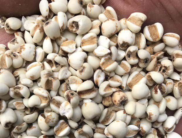 薏米的营养价值