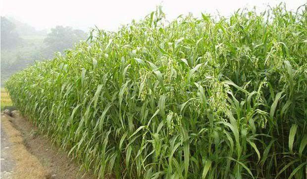 龙薏1号品种介绍