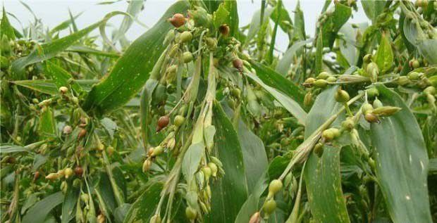 龙薏1号品种介绍