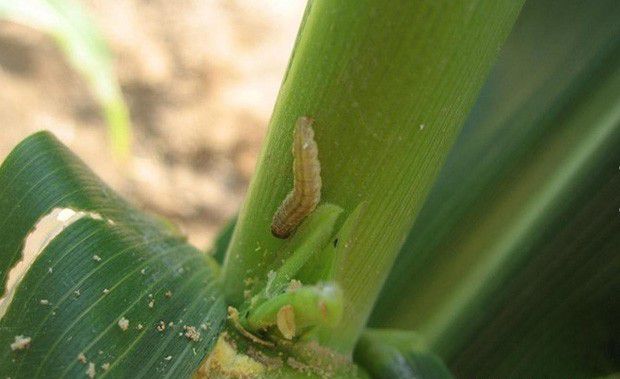 薏苡如何防治玉米螟？