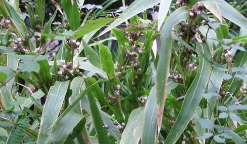 薏苡叶枯病如何防治？