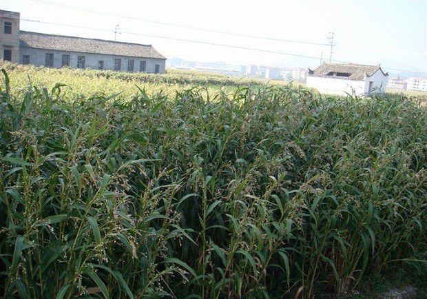 对薏苡培土的作用