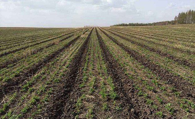 黄芪种子直播方法