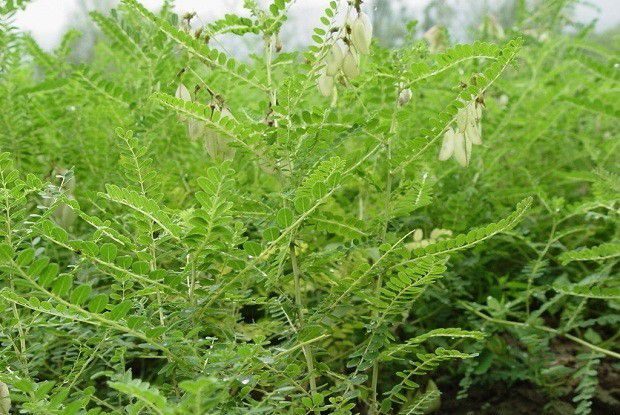 黄芪有几个生长发育阶段？