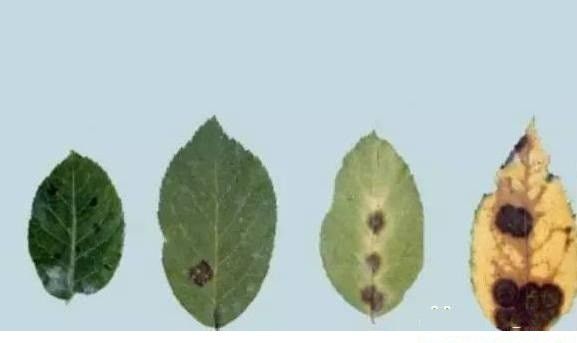 五味子黑斑病用什么药能治？