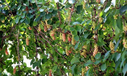 五味子发生除草剂药害怎么办？