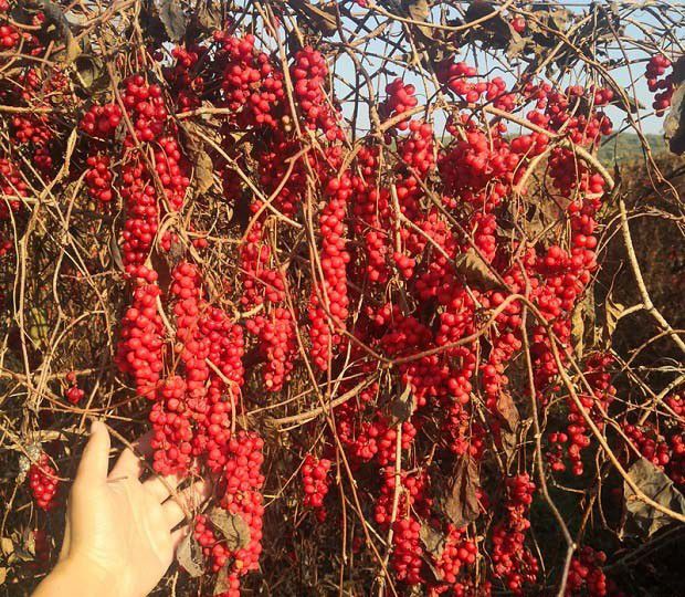 五味子种子室外处理方法