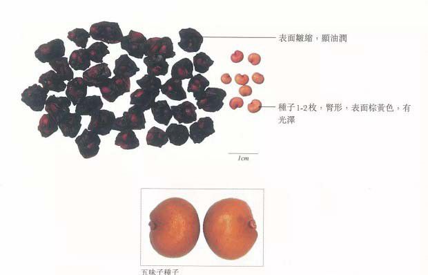 五味子用什么方法繁殖好？