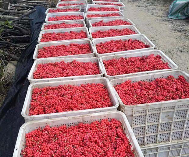 五味子的食用价值