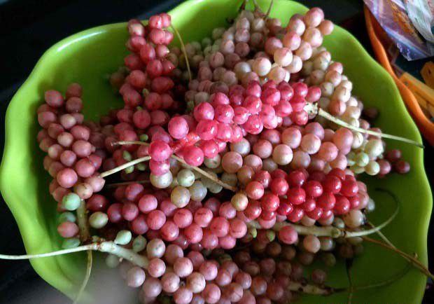 滇藏五味子特点