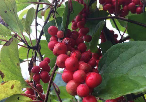 翼梗五味子特点