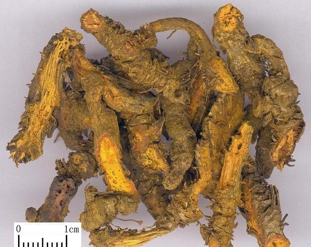 黄连种植多久可以收获？