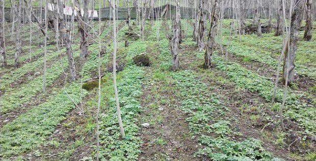 黄连地除草方法