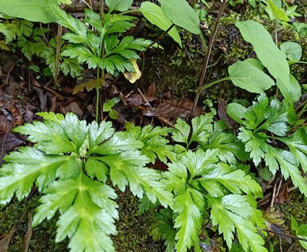 黄连套种玉米方法