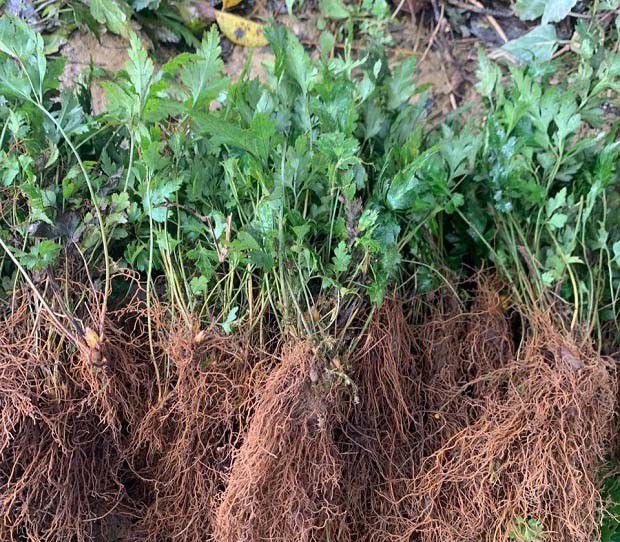 黄连苗种植方法和技术