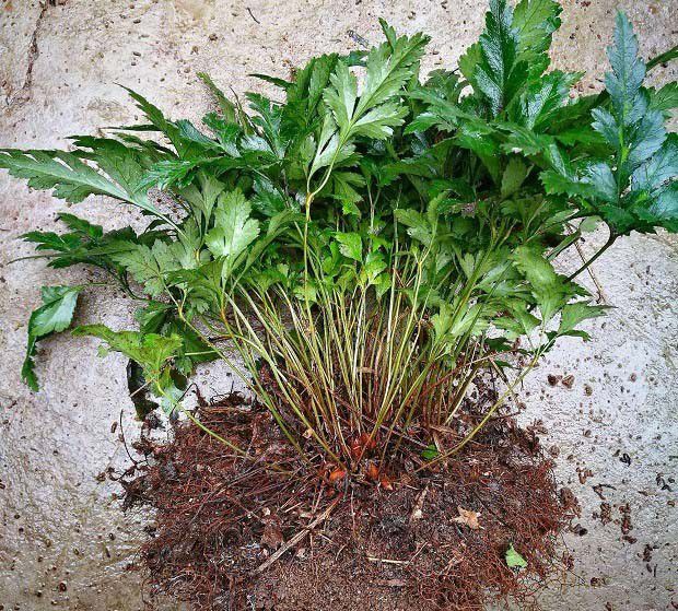 黄连苗种植方法和技术