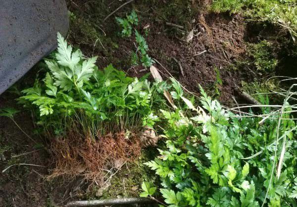 黄连适宜移栽时间