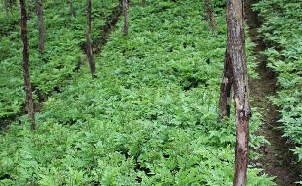 种植黄连如何整地？