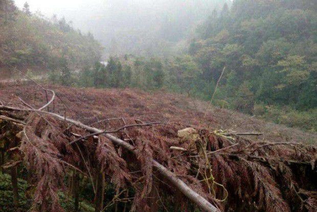 种植黄连如何搭建木棚？