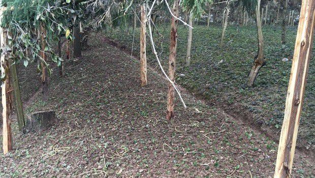 种植黄连如何搭建木棚？