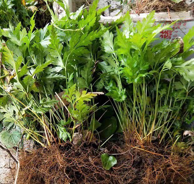 黄连扦插繁殖方法