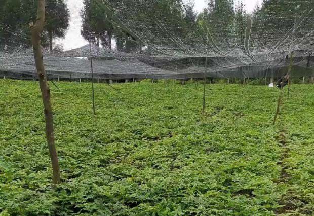 黄连不同的生态特征