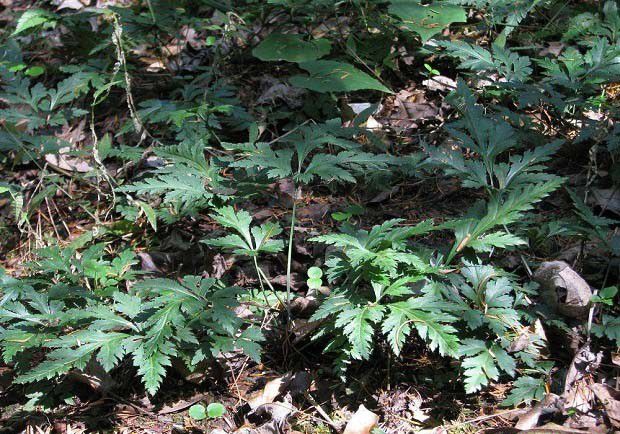 黄连不同的生态特征