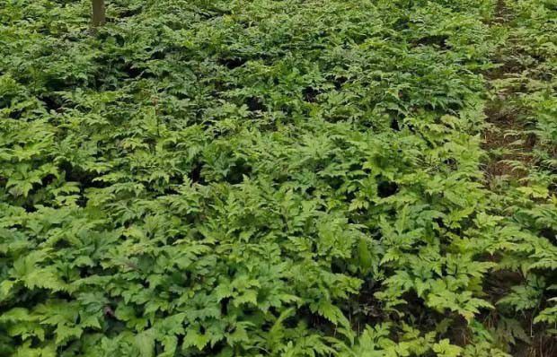 黄连芽的生长发育规律