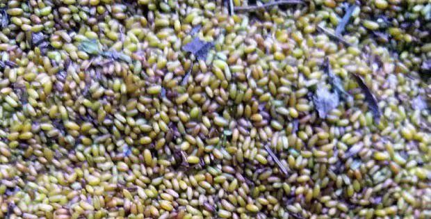 黄连种子休眠与萌发需要的条件