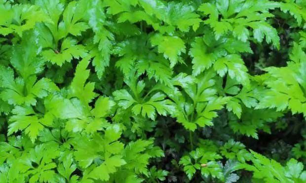 种植黄连对土壤有什么要求吗？